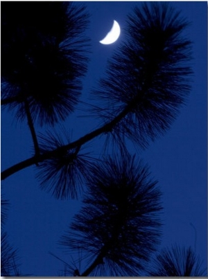 Conifer Branches Silhouetted Against the Night Sky and Crescent Moon