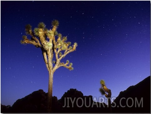 Joshua Trees and Stars in a California Night Sky, Joshua Tree National Park, California