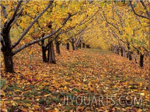 Apple Orchard in Autumn, Oroville, Washington, USA