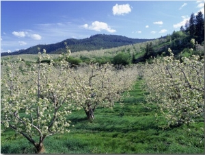 Apple Orchard in Bloom, Chelan County, WA