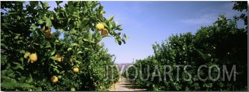 Crop of Lemon Orchard, California, USA