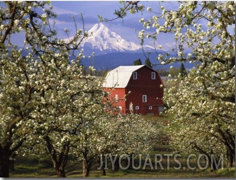 Red Barn in Pear Orchard, Mt. Hood, Hood River County, Oregon, USA