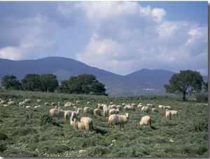 Flock of Sheep Grazing in a Pasture, Goceano, Sardinia, Italy