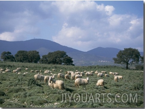 Flock of Sheep Grazing in a Pasture, Goceano, Sardinia, Italy