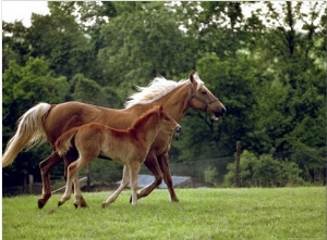 Mare Runs with Her Foal Through a Pasture