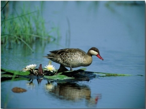 A Red Billed Teal, Also Called Red Billed Pintail, Forages in a Pool