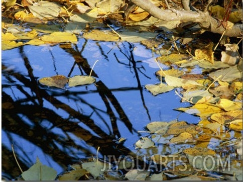 Autumn Leaves Float in a Pool of Water