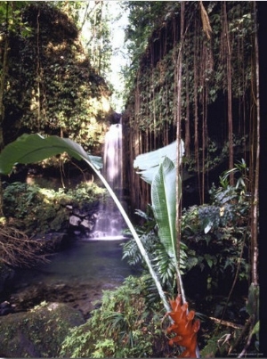 Hanging Liana Vines Frame Waterfall Tumbling Into Emerald Pool