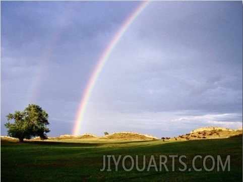 Buffalo Herd in Distance Underneath Rainbow, Near Lyons, U.S.A.