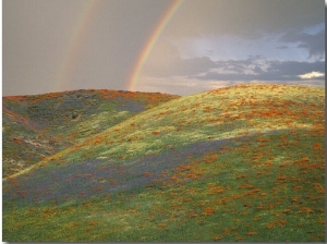 Hills with Poppies and Lupine with Double Rainbow Near Gorman, California, USA