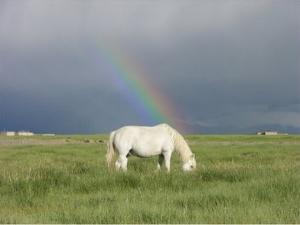 Tibetan Rainbow Horse