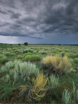 Sage and Storm Clouds Near Gallup