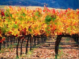 Autumn Colours in a Vineyard, Napa Valley, United States of America