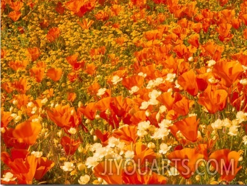 Poppies and Cream Cups, Antelope Valley, California, USA