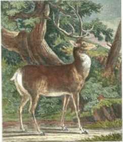 Deer in the Wild I
