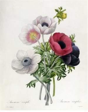 Anemone Simple, from  Les Choix Des Plus Belles Fleurs