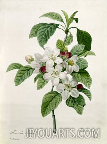 Apple Blossom, from  Les Choix Des Plus Belles Fleurs