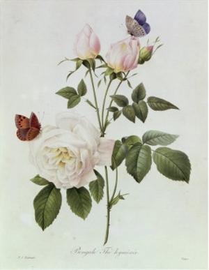 Rosa Bengale the Hymenes