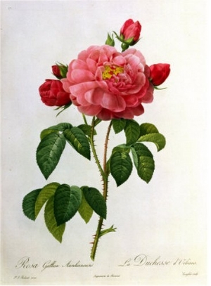 Rosa Gallica Aurelianensis
