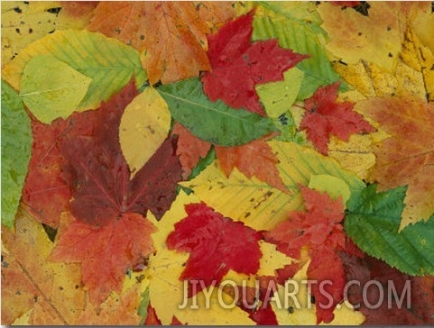 Array of Autumn Leaves