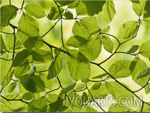 Beech Leaves in Spring, Fagus Sylvatica