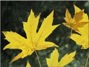 Close View of Big Leaf Maple Leaves in Autumn Color