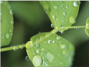 Close View of Foliage and Twisted Stem with Glistening Drops of Dew