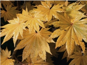Close Views of Japanese Maple Leaves