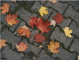 Red Maple Leaves Lie on a Brick Walkway