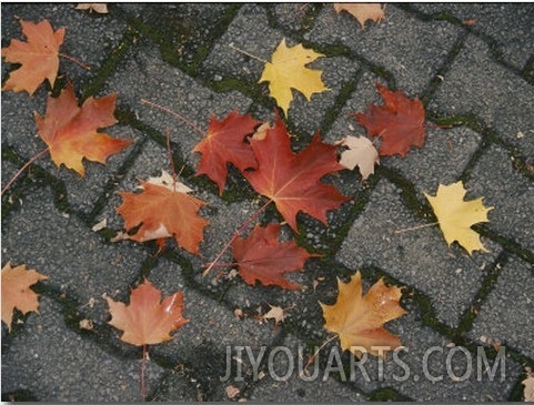 Red Maple Leaves Lie on a Brick Walkway