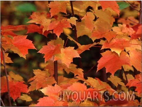 Sugar Maple Leaves in Fall, Vermont, USA