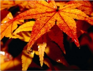 Water Droplets on Maple Leaves in Autumn, Kyoto, Japan