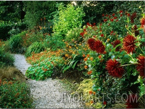 Gravel Path Meandering Through Hot Border with Planting of Spiky Red Dahlias