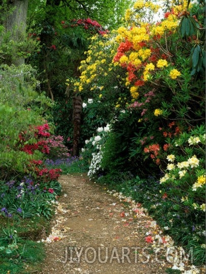 Rhododendron, Azalea, Camellia, Bluebell with Petals on Path, West Sussex, Early Summer