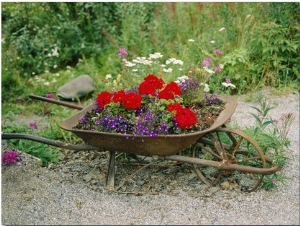 View of an Old Wheelbarrow Used for Summer Flowers