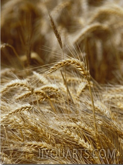 A Close View of a Wheat Plant