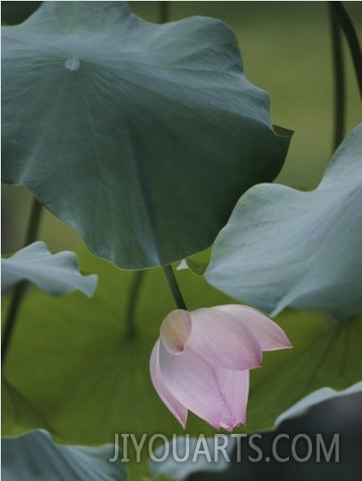 A Delicate Pink Blossom Adorns a Lotus Plant