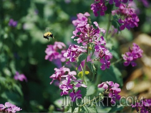 A Large Bumblebee over a Colorful Money Plant, Also Known as Silver Dollar Flower