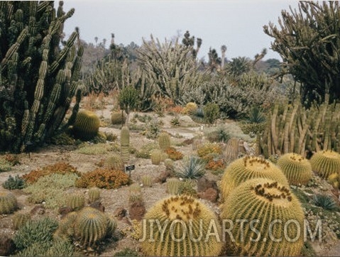 A Portion of the Desert Plant Collection in Huntington Botanic Gardens