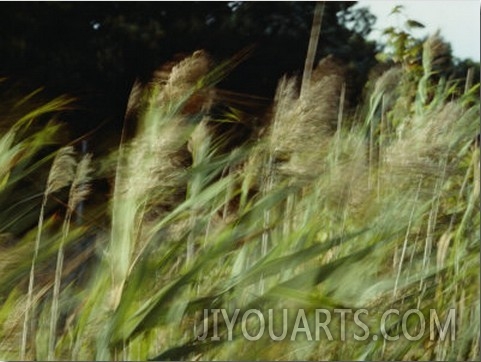 A View of Wheat Plants Blurred in Movement
