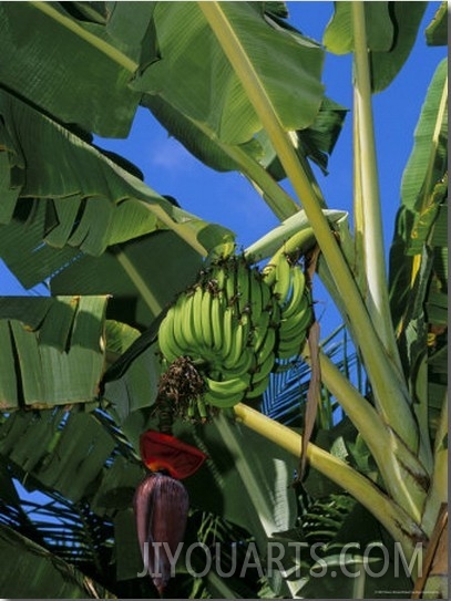 Bananas on Banana Plant, Barreirinhas, Lencois Maranhenses, Brazil, South America