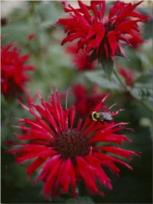 Bee Balm Plants, Whose Flowers Draw Hummingbirds and Bees