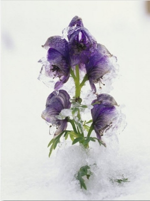 Blue Monkshood Flowers in Ice, Berchtesgaden National Park, Germany