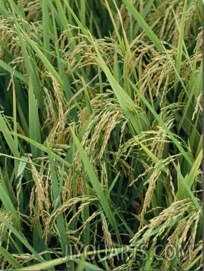 Close View of Rice Plants