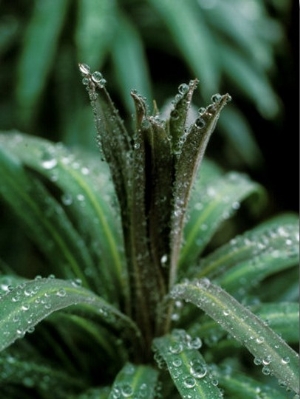 Details of Water Droplets on Plant, Variegated Green and Yellow Striped Plant with Rain Drops
