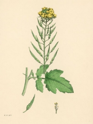 Illustration of White Mustard Plant from Sowerby