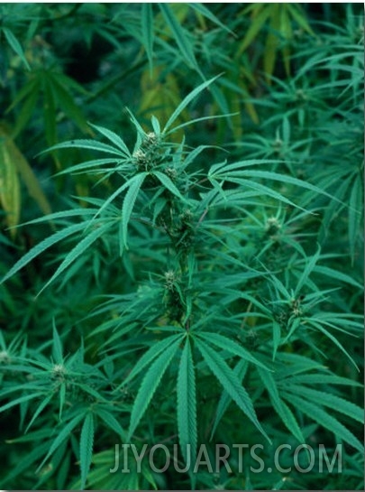 Marijuana Plants Growing Wild, Nepal