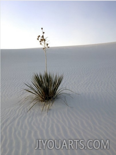 Nm, White Sands Natl Monument, Yucca Plant