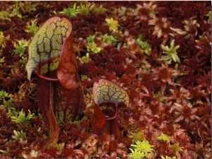Northern Pitcher Plants in Sphagnum or Peat Moss, Upper Peninsula, Michigan, USA