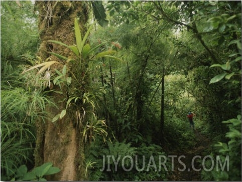 Rain Forest Tree with Bromeliad Plants, Costa Rica